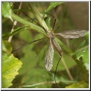 Tipula sp - Schnake 09a.jpg
